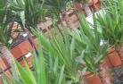 Bellingenplant-nursery-10.jpg; ?>